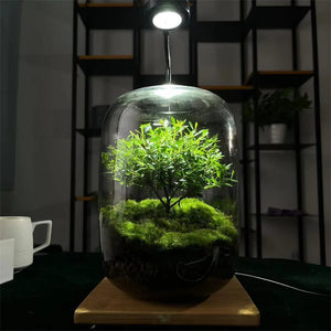 Terrarium bouteille en verre borosilicate pour plantes et hydroponie