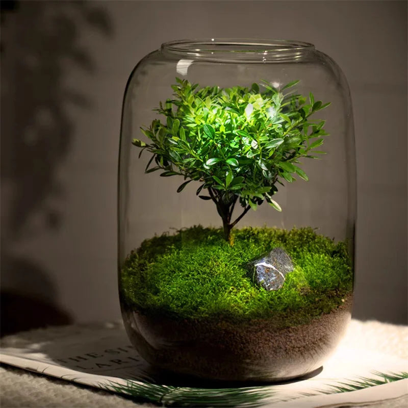 Terrarium bouteille en verre borosilicate pour plantes et hydroponie