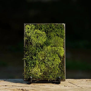 Terrarium cadre en verre 12 × 17 cm avec support